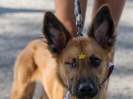 Carrera y caminata Dejando Huella recaudó más de dos toneladas de alimento para albergues de animales