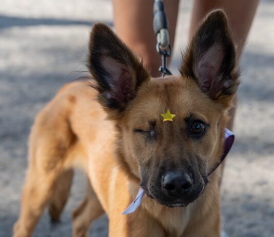 Carrera y caminata Dejando Huella recaudó más de dos toneladas de alimento para albergues de animales