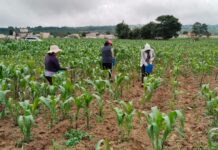 Biofertilizante de Altosano Granjas Carroll impulsa cultivos en Veracruz y Puebla