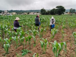 Biofertilizante de Altosano Granjas Carroll impulsa cultivos en Veracruz y Puebla