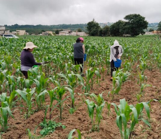 Biofertilizante de Altosano Granjas Carroll impulsa cultivos en Veracruz y Puebla