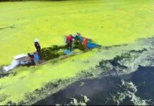 Avanza saneamiento de los lagos de Las Ánimas; primer cuerpo de agua registra más de 80 % de despeje