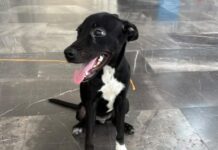 Condenable agresión contra canino en Las Bajadas