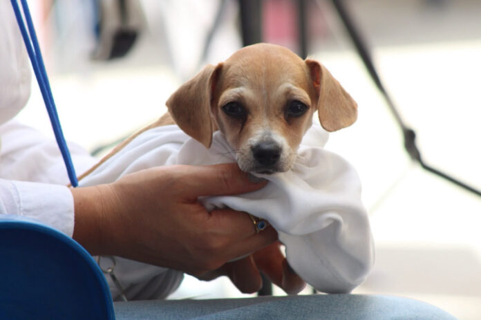 cachorro