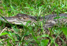Estudiante UV destaca la importancia ecológica de los cocodrilos