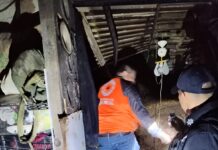 Despliegue de Plan Tajín brinda atención a la población ante las lluvias en Xalapa