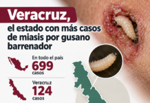 Veracruz, el estado con más casos de miasis por gusano barrenador