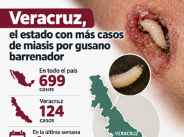 Veracruz, el estado con más casos de miasis por gusano barrenador
