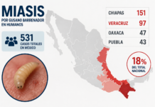 Con casos de gusano barrenador, 20% de los municipios veracruzanos