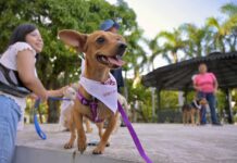 Encuentran hogar todos los caninos de la 17ª edición de la Expo Adopta