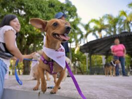 Encuentran hogar todos los caninos de la 17ª edición de la Expo Adopta
