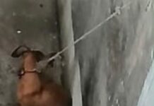 Rescata Ayuntamiento de Veracruz a perrita en situación de riesgo en Colinas de Santa Fe