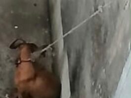 Rescata Ayuntamiento de Veracruz a perrita en situación de riesgo en Colinas de Santa Fe