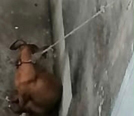 Rescata Ayuntamiento de Veracruz a perrita en situación de riesgo en Colinas de Santa Fe