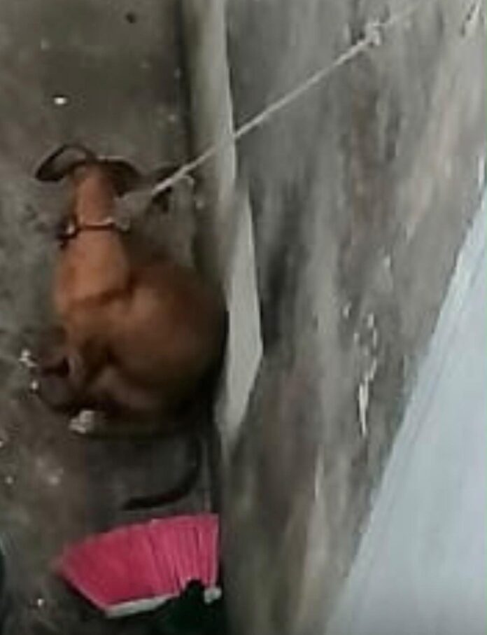 perro