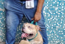 Rescatan Bomberos Municipales de Veracruz a siete perros durante incendio en casa habitación