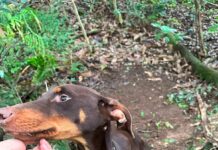 Rescatan a «Emilio», perro víctima de crueldad animal en Teocelo