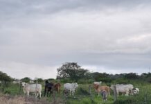 Aporta Veracruz la mayor fuerza jornalera y ganadera dentro del mapa agropecuario nacional: Inegi