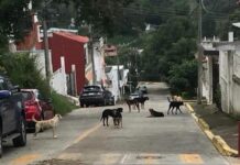 Reportan ataques de perros callejeros en colonias de Xalapa