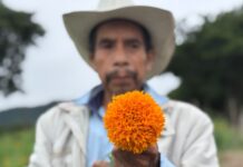 Campesinos veracruzanos se quejan por competencia foránea en comercialización de flor de cempasúchil