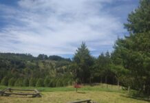 Silvicultores piden reforzar seguridad en Las Vigas y Acajete por robo de pinos navideños
