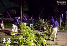Policía Municipal de Coatzacoalcos realiza labores de vigilancia y apoyo social ante la caída de árboles