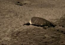 El Laurel, el santuario tortuguero de Veracruz