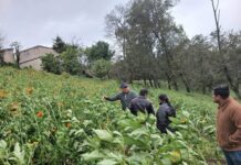 Realizarían censo por daños en cultivos de Veracruz tras FF2