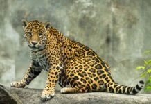 Naturalia transforma el Día de Muertos en un encuentro con la biodiversidad