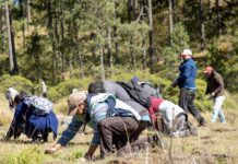 Reforesta Sedema 3.5 hectáreas en el ejido Las Vigas con 3 mil 500 árboles