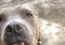 Peligra albergue con 150 animales en Coatepec; exigen predio para evitar desalojo