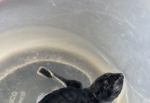 Coatzacoalcos canaliza cría de tortuga marina para recibir atención especializada