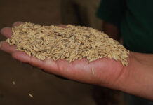Veracruz se incorpora a incentivos para productores de arroz palay