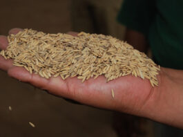 Veracruz se incorpora a incentivos para productores de arroz palay