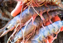 Inicia pesca del camarón en el Golfo de México y la veda del Pez Bobo en Veracruz