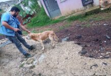 Prioriza Ayuntamiento protección y bienestar animal; se atendió reporte de vecinos de Lomas de Casa Blanca