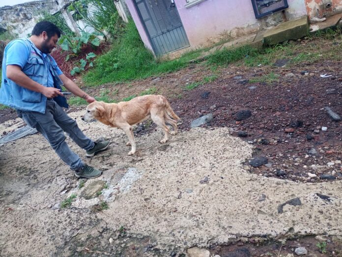 perro