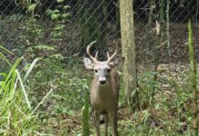 Eligen Pemex y la comunidad el nombre del primer venado cola blanca del Parque Ecológico Jaguaroundi